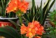 家门口的花园——打造美丽的居家环境（适合种植的花卉种类及养护技巧）