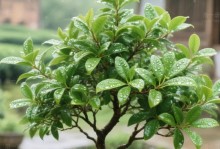 秋季养护小叶紫檀盆景的关键步骤（了解小叶紫檀秋季需求，让盆景绽放秋日色彩）