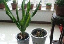 如何救治以青叶也门铁叶片干枯？（关键步骤和方法详解）