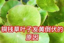 金钱草叶片发黄的原因及应对方法（水培金钱草叶片发黄的问题解决方案）