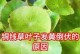 金钱草叶片发黄的原因及应对方法（水培金钱草叶片发黄的问题解决方案）