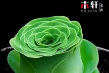 以粉山地多肉怎么养殖——打造多肉植物的绿色家园（粉山地多肉养殖方法、照料技巧和注意事项）
