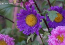 翠菊的四季开花之真相（解密翠菊的花期和生长习性，认识这种高产又美观的植物）