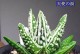 以万象怎么配土（探索土壤与植物的完美结合）