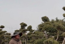 黄杨枝条易折解决办法大揭秘（揭秘黄杨枝条易折的原因及有效的保护方法）