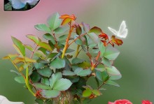 如何正确养护玫瑰花，打造美丽花园（玫瑰花的养护秘籍与常见问题解答）