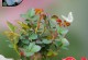 如何正确养护玫瑰花，打造美丽花园（玫瑰花的养护秘籍与常见问题解答）