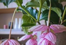 冬天如何养护宝莲灯花（细致关怀，让宝莲灯花在寒冷的冬天绽放美丽）