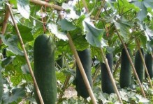 冬瓜食用全指南（秋冬季节最佳，营养丰富、清热祛火）