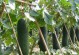 冬瓜食用全指南（秋冬季节最佳，营养丰富、清热祛火）