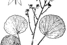 虎耳草的繁殖方法与注意事项（虎耳草繁殖的技巧和步骤、注意事项及解决方案）