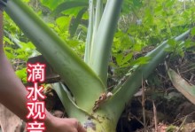 滴水观音怎样松土？（探秘滴水观音的松土技巧和方法）