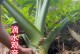 滴水观音怎样松土？（探秘滴水观音的松土技巧和方法）