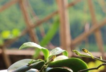 蝴蝶兰种子发芽技巧与方法详解（从选择到浇水，教你轻松种出美丽蝴蝶兰）