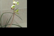 去除黄天霸百合香味的方法（轻松摆脱花香的困扰，教你如何去除黄天霸百合的香味）