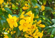 开花香味浓的花卉大盘点（探寻花海中的香气之源，打造浪漫香氛花园）