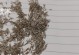 生菜种子的传播方式及技巧（掌握生菜种子的繁殖技术，助力你的菜园生机勃勃）