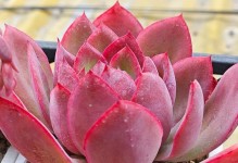 多肉植物养护指南——如何让多肉变得红红的（简单易行的方法帮助你打造红红的多肉植物）