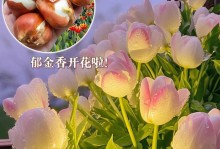 郁金香如何过冬