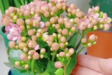 长寿花开花的管理技巧（掌握关键的养护方法，让长寿花绽放美丽）