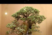 山金弹子修剪指南（打造美丽的花坛，从修剪山金弹子开始）