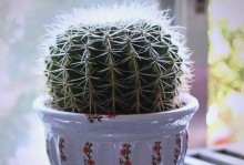 如何养护耐干旱植物（打造节水绿色环境，）
