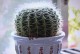 如何养护耐干旱植物（打造节水绿色环境，）