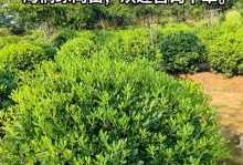 海桐球到底是乔木还是灌木？（探寻海桐球的植物分类之谜）