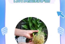 富贵竹叶子发黄的原因与解决方法（保持富贵竹健康生长的关键是什么？）