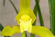 惠兰一年开几次花？解密惠兰开花周期（探究惠兰的花期、养护技巧和繁殖方法）