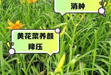 黄花菜种植指南（在家里种植黄花菜，丰收无忧）