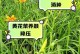 黄花菜种植指南（在家里种植黄花菜，丰收无忧）