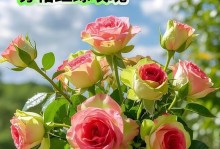 如何培养玫瑰花发新芽（玫瑰花新芽生长关键技巧）