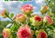 如何培养玫瑰花发新芽（玫瑰花新芽生长关键技巧）
