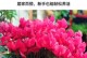 仙鹤开花的肥料施用技巧（仙鹤开花肥料施用的注意事项及方法）
