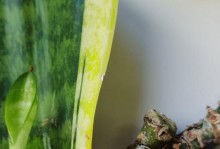 以虎皮兰可以扦插繁殖吗？（探究虎皮兰扦插繁殖的可行性）