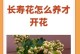 长寿花病虫害的综合防治措施