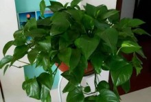 阿司匹林能否浇绿萝？（科学家的实验结果及使用建议）