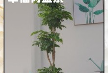 幸福树的养殖方法与禁忌（探索幸福树的养护秘籍，助你种植心灵的幸福源泉）