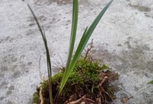 兰花小苗的栽种技巧（打造美丽花园，从兰花小苗开始）