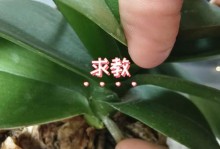 蝴蝶兰剪掉花剑还能再长吗？（剪去花剑，蝴蝶兰是否还能绽放新花？）