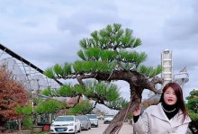 从山上挖来树桩上盆，教你如何养活它们（室内园艺的好伴侣——养护山上挖来的树桩）