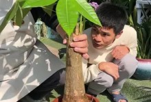 探索发财树枝条修剪的技巧（让你的发财树健康成长，成为财富的象征）