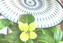 如何使茶花花苞饱满？（解决茶花花苞不饱满问题的有效方法）