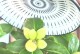 如何使茶花花苞饱满？（解决茶花花苞不饱满问题的有效方法）
