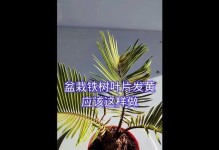 盆栽叶子发黄的原因及处理方法（保持盆栽健康，让叶子重新焕发绿色生机）