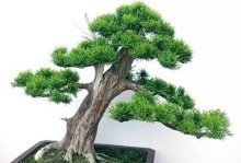 盆景树干开裂的处理方法（保护盆景树干，修复开裂现象）