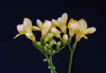 破镜重圆，花开春天（探寻破镜重圆的花语及其意义）