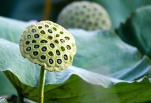 揭秘莲蓬成熟的时间（从花朵到果实，你所不知道的过程）