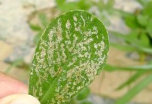 花生病虫害防治技术（常见防治方法与措施）